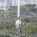 Reducing Carbon Footprint in the Cannabis Industry: A Guide to Sustainability Practices