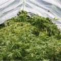 Dealing with Pests and Weather Conditions for Successful Outdoor Cannabis Growing