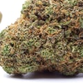 Discovering OG Kush: A Classic Strain That Stands the Test of Time