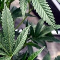 Understanding Changes in Cannabis Laws