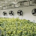 Eco-Friendly Packaging and Production Methods: A Sustainable Approach in the Cannabis Industry