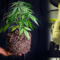 Hydroponic vs Soil Growing: Which is Best for Your Indoor Cannabis Garden?
