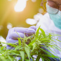 The Latest Findings on Medical Cannabis: What You Need to Know