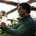 Green Initiatives in Cannabis Cultivation: How the Industry is Embracing Sustainability