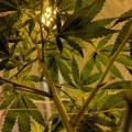Choosing the Right Strains for Indoor Growing: A Comprehensive Guide