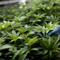 Stocks and companies to watch in the cannabis market