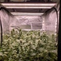 Optimal Lighting and Temperature for Cannabis Growing