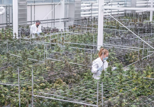 Reducing Carbon Footprint in the Cannabis Industry: A Guide to Sustainability Practices