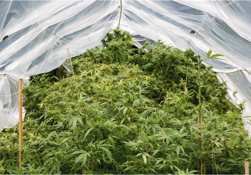 Dealing with Pests and Weather Conditions for Successful Outdoor Cannabis Growing
