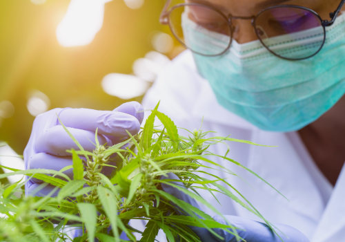 The Latest Findings on Medical Cannabis: What You Need to Know