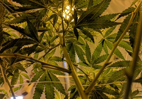 Choosing the Right Strains for Indoor Growing: A Comprehensive Guide