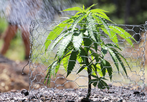 Tips for Successful Outdoor Cultivation: A Comprehensive Guide