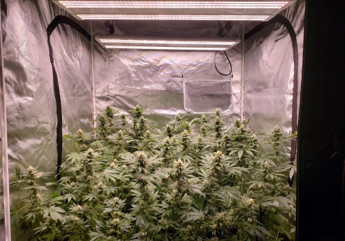 Optimal Lighting and Temperature for Cannabis Growing